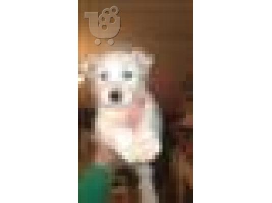πανεμορφα HUSKY καθαροαιμα και υγειεστατα 6979314054